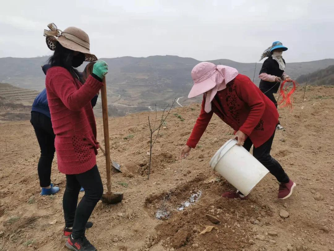 苹果树最新促花技术及其观点论述解析