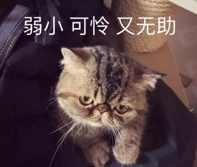 下载到梦空间最新版，价值与风险的探讨