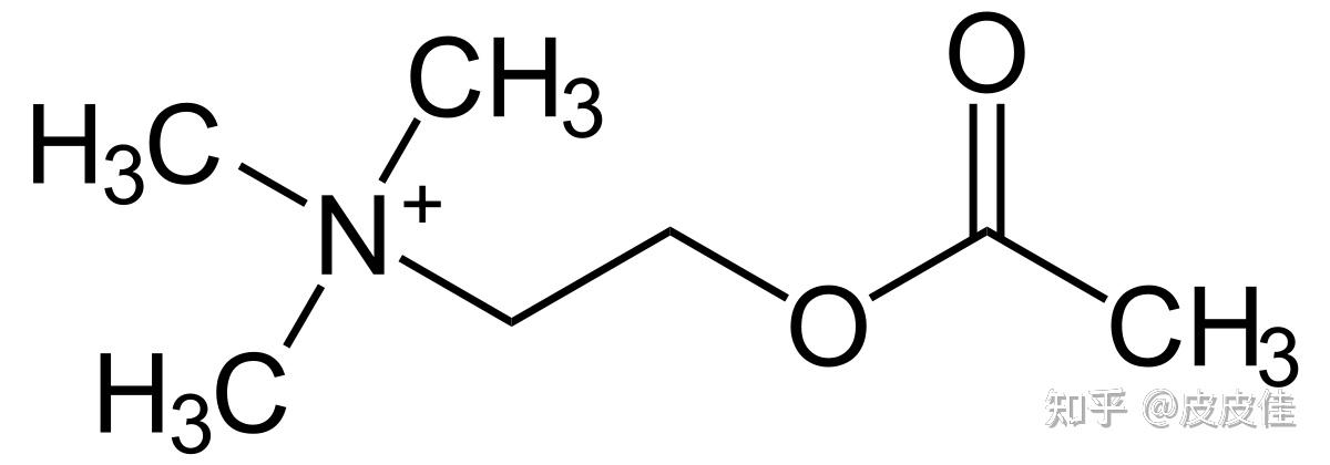 最新研究发现 乙酰胆碱,最新研究发现，乙酰胆碱