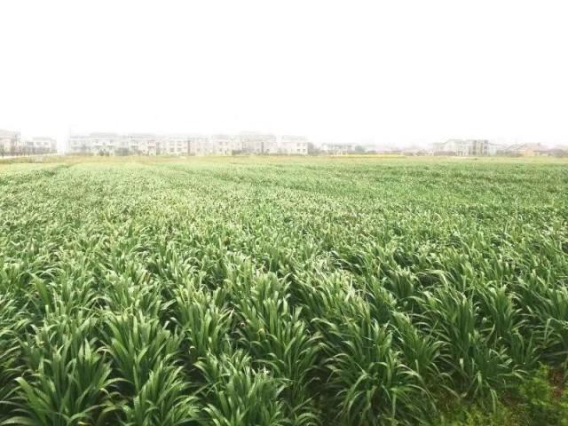 湖南农村土地最新政策,湖南农村土地最新政策，科技重塑田园之梦