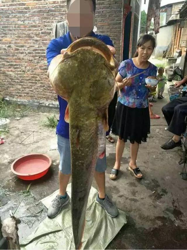 小巷深处的鲶鱼美食探秘，价格与美味一览