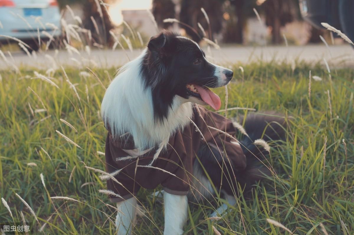 深入剖析与观点阐述，边境牧羊犬的价格探讨