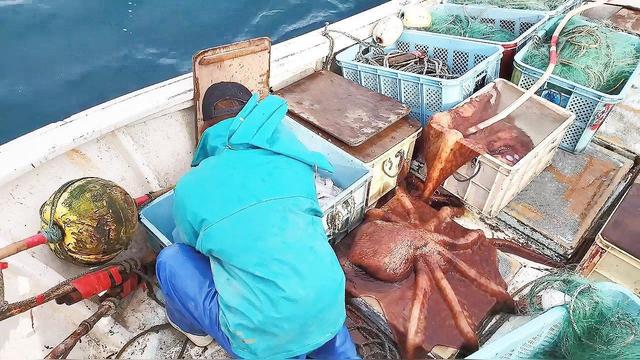 章鱼捕捞新技术引领深海探索新纪元，揭秘引领潮流的捕捞技术