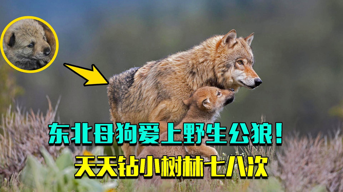 七次狼最新青青，学习变化的力量，自信成就感的旅程探索