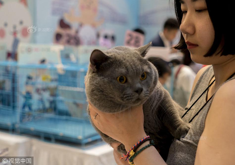纯种猫比赛，探寻自然美景，寻觅内心宁静的探险之旅