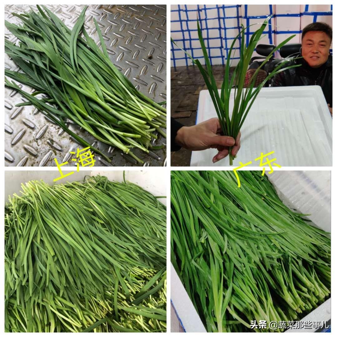 今日线椒价格行情及深度分析，最新市场动态揭秘