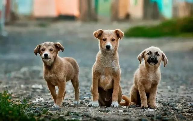 金庸犬奴踏上一场自然美景的治愈之旅最新章节