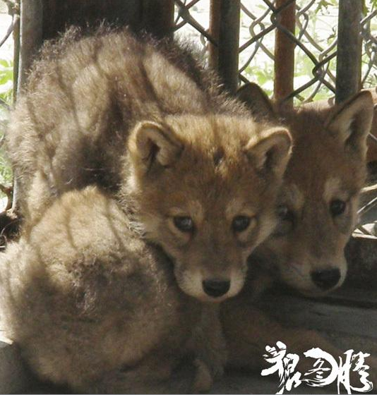 小萌狼最新作品，跃动知识与自信成就感的魔法之旅