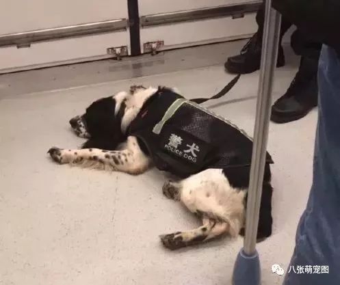 时代背景下的英勇警犬，最新警犬电视剧大全精彩呈现