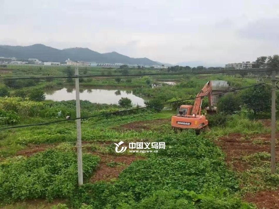 义乌北苑柳青，最新新闻、日常趣事与友情的温暖纽带报道