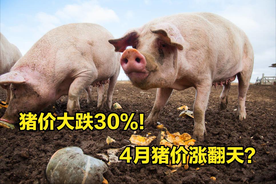 全国最新猪价行情动态更新