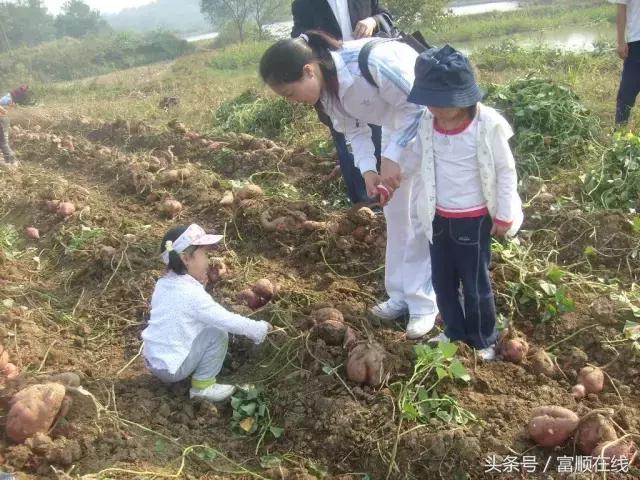 富顺县县领导最新分工概况